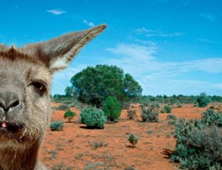 evotourism-Kangaroo-Island-Australia-631.jpg__800x600_q85_crop