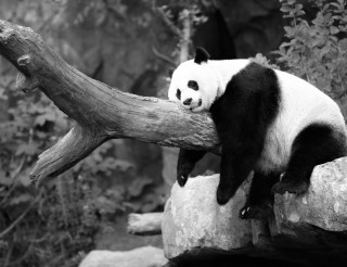 panda-resting-wide-wallpaper-49422-51091-hd-wallpapers